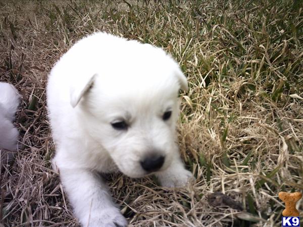 Puppies in IN